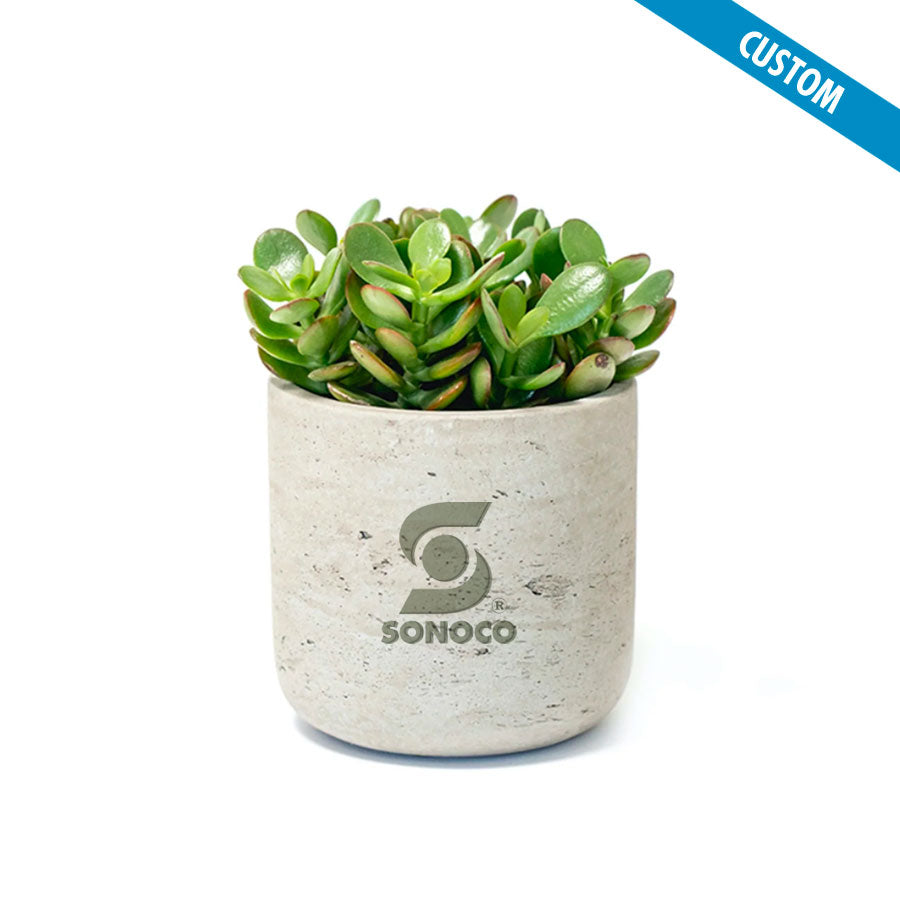 Sonoco Large Desk Plant